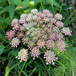 50+ Dara Daucus Flower Seeds / Daucus carota / False Queen Anne&#39;s lace /  Flower Seeds / Ornamental carrot / (D65) F