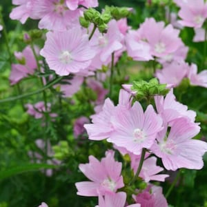 30+ Musk Mallow Flower Seed / Pink Hollyhock / Malva moschata rosea /  Flowering Perennial / (G67) F
