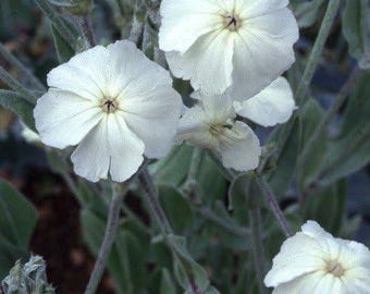 50+ Rose Campion Seeds ' Alba ' / Lychnis Coronaria Seeds / Perennial  Flower / Cottage Garden / English Garden (GJ39) F - Etsy Israel