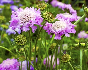 Imperial Pincushion Flower Seeds – Scabiosa atropurpurea Mix for Cottage Gardens 50 Seeds