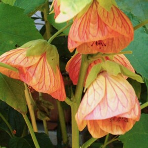 Unieke Abutilon hybridum-mix bloemzaden / bloeiende esdoornzaden / zeldzame zaden / vaste plant / (E7) / 10 zaden