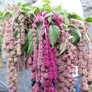 100+ Unique Amaranthus Mira Flower Seeds / Trailing  Amaranth Flower / Amaranthus caudatus / (D9) F