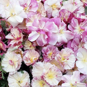 30 Thai Silk Appleblossom Chiffon Poppy Seeds / California poppy Seeds / Eschscholzia californica / (G18) F