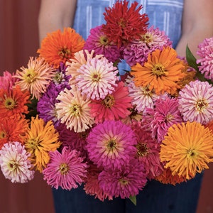 25 seeds / Cactus Flowered Mix Zinnia Seed /  Zinnia elegans / (85) F