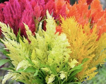 以下が含まれることがあります： ピンク、イエロー、オレンジの色合いの鮮やかなケイトウの花束。花は黒い鉢にアレンジされています。