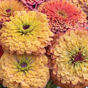 10 graines de mélange de zinnia vintage Aurora / Palette vintage unique de mélange de zinnia biologique / graines de fleurs / Zinnia elegans / fleur d'été / (152) F