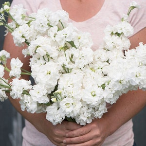 30 Katz White - Stock Seeds / Flower Seeds / Matthiola incana / White Flower / (5) F