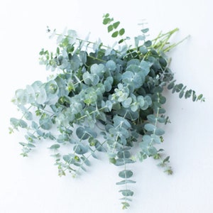 5 Baby Blue Bouquet Eucalyptus Seeds / Sage Green Color Plant / Unique Bouquet / (120) F