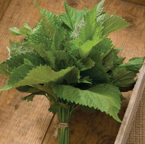 100 paarse en groene Shiso-zaden Japanse basilicum Perilla frutescens var. crispa #0628 - België 100 paarse en groene Shiso-zaden Japanse basilicum Perilla frutescens var. crispa #0628 - België