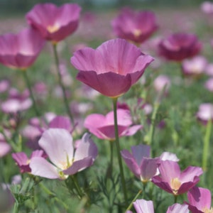 Op de afbeelding: Een veld met roze wilde bloemen in bloei. De bloemen hebben delicate bloemblaadjes en bevinden zich in verschillende stadia van opengaan. De achtergrond is een zachte wazige achtergrond van groen en blauw.