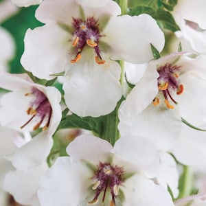 Plus de 100 graines de verbascum blanc blush / graines de molène papillon de nuit à fleurs blanches / fleur de jardin cottage / (GJ17) F