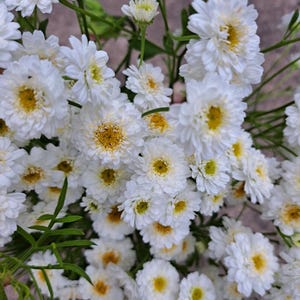 Puede incluir: Primer plano de un ramo de flores blancas con centros amarillos. Las flores tienen múltiples capas de delicados pétalos, creando una apariencia completa y texturizada. Se ven tallos y hojas verdes, que añaden contraste a las brillantes flores.