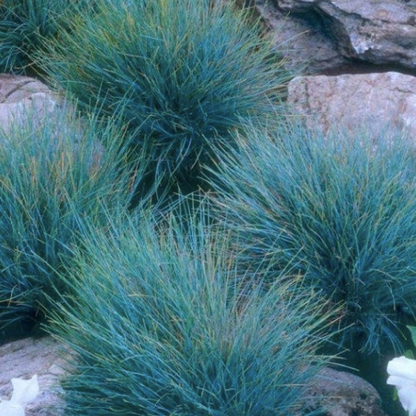 Graines de graminée ornementale fétuque bleue / Festuca glauca / Graminée bleu gris / (#C1) / Plus de 60 graines