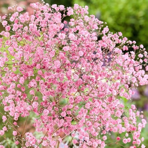 50+ / 100+/ 150+ Crimson Baby's Breath Seeds / Garden Flower Seeds / For Bouquet / For Dried Cut Flower / (GE5) F
