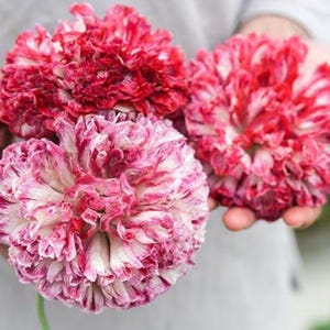 100+ Flemish Antique Peony Poppy / Papaver somniferum / Cottage Garden Flower / English Garden / (W42) F