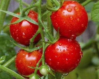 Más de 25 semillas de tomate cherry rojo grande / Lycopersicon esculentum / Indeterminado / Vegetal / (GE21) F