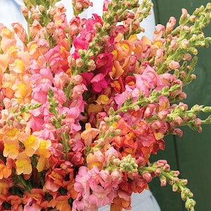 Op de afbeelding: Een levendig boeket van leeuwenbekbloemen in tinten roze, oranje en geel. De bloemen staan in volle bloei, met gedetailleerde bloemblaadjes en groene stelen. De opstelling is dicht en weelderig, wat een kleurrijk beeld creëert.