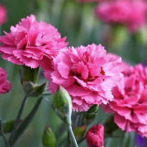 + de 50 graines de grenadin rose / oeillet rose / jardin de cottage / fleur parfumée (GJ54) F