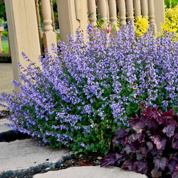 Catmint Seeds, Perennial flower, Nepeta Mussinii, 30 Seeds
