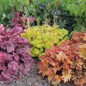 30+ Heuchera Hybrid Mix Seeds / Coral Bells Mix Seeds / Cottage Garden / (GJ27) F