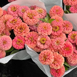 Plus de 25 graines de zinnia fleur de saumon de l'Oklahoma / Zinnia elegans / Cottage Garden (136) FS