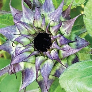 Sun-Fill Purple Sunflower Seeds / Unique Flower  Seeds /  Single Stem Sunflower /Purple Green Sunflower / (#34) / 10 seeds