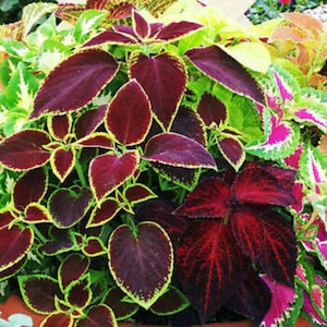 May include: A close-up of a coleus plant with a variety of leaf colours. The leaves display deep burgundy, green, yellow, and pink hues. The plant's leaves have a heart shape with a contrasting edge.