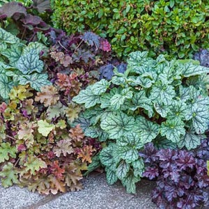 30+ Heuchera Hybrid Mix Seeds / Coral Bells Mix Seeds / Cottage Garden / (GJ27) F
