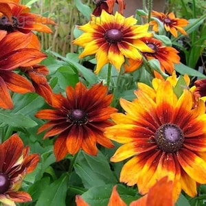 以下が含まれることがあります： オレンジ、黄色、赤色の花が、濃い茶色の花芯を持つグループのクローズアップ。花は満開で、形やサイズが様々です。