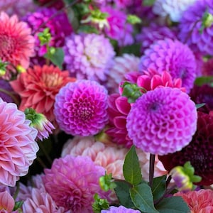 15 Dahlia Pompon Double Mix Samen / Dahlie Pinnata Variabilis/ Bauerngarten Blume / Schnittblume / Blumenstrauß (G149) F