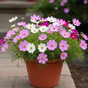 May include: A terracotta pot overflowing with cosmos flowers in shades of pink, white, and magenta. The flowers have yellow centers and delicate petals. The plant has green, feathery foliage. The pot sits on a brick surface.