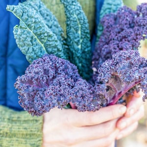 ケールスカーレット種子50個以上 / Brassica oleracea /紫ケール /耐寒性 /冬ケール（G70）F