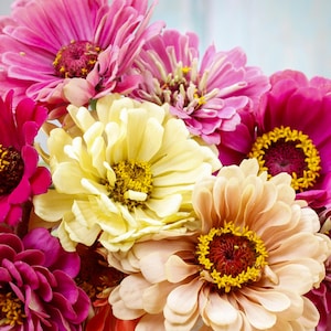 25+ State Fair Mix Zinnia Flower Seeds / Cottage Garden Zinnia / Zinnia Elegans / Summer Flower / (141) FS