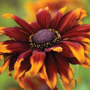 25 Samen Rudbeckia 'Herbstwald' / Rudbeckia Hirta / Englischer Garten / Bauerngarten / (G142) F