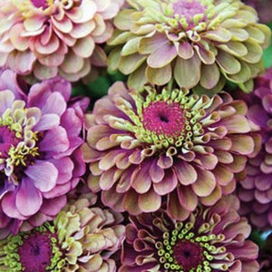 May include: Close-up of a cluster of pink and green Zinnia flowers. The flowers have a layered, ruffled appearance with a central ring of green.