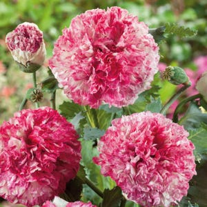 100+ Flemish Antique Peony Poppy / Papaver somniferum / Cottage Garden Flower / English Garden / Cut Flower / (W42) F