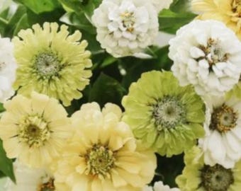Creamy Lemon and Lime Mix Zinnia Flower Seeds, Cottage Garden, Cut Flower, 25 Seeds