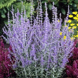 5 Salvias Russian Sage Seeds / English Garden / Cottage Garden / Drought Tolerant Plant (GJ40) F
