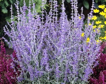 Russian Sage Seeds, Hardy Perennial, Lavender-Blue Flowers, Drought Tolerant, English Garden, Sow Seeds in Spring or Fall, 5 Seeds