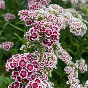 50+ Dianthus Barbatus Holborn Glory / Sweet William / Vaste plant / Zaaizaden in lente en zomer (G113) F