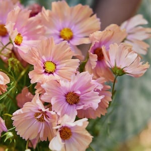 Könnte beinhalten: Ein Strauß rosa und pfirsichfarbener Kosmeen mit gelben Zentren. Die Blüten haben zarte Blütenblätter und sind in einer Traube angeordnet.