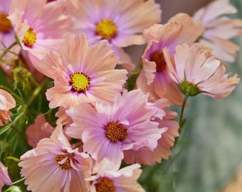 Aprikosen-Rose Apricotta Cosmos Samen - Schnittblumenstrauß, Bauerngarten, Bestäuberfreundlich, 20 Samen