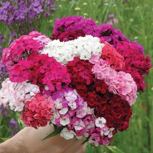 50+ Dianthus Barbatus  Etournelle Mix Flower Seeds / Sweet William / Perennial / ( D10) F