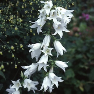 50+ Campanula Trachelium Alba Samen / Nesselblättrige Glockenblume / Classic Cottage Garden (GJ8) F