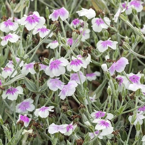 Rosa campion 'Oculata', Lychnis coronaria, Angel's Blush, de color rosa pálido único, 30 semillas