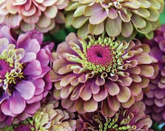 10 Unique Queeny Red Lime Zinnia Flower Seeds / Flower Seeds / Zinnia elegans / Summer Flower /(#8)