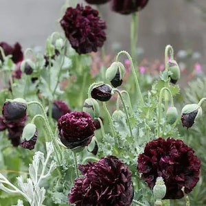 Plus de 50 graines de fleurs de pavot pivoine noire / Papaver somniferum / Fleur de jardin de cottage / Semis printemps automne automne / (G17) F