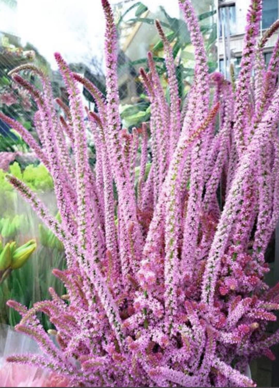 Unique Limonium Suworowii Flower Seeds /pink Pokers / Russian Statice ...