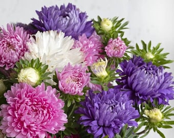 King Size China Aster Samen, Schnittblumenstrauß Mix, 50 Samen