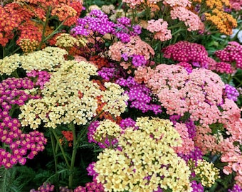 Yarrow ‘Flowerburst Fruitbowl’ Seeds, Achillea millefolium, 50 Seeds